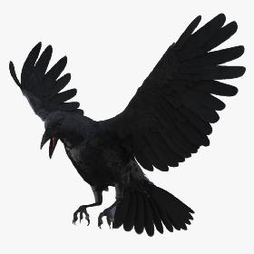 3D Crow Rigged model